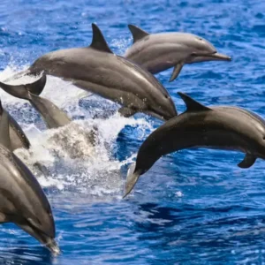 Dolphin House Tour in Hurghada – Watching Sea Dolphins